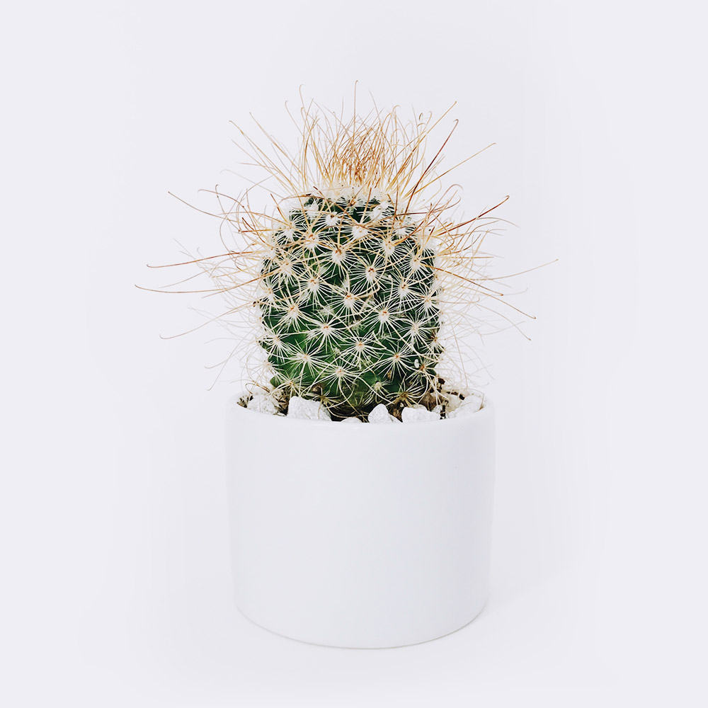cactus3-free-img cactus3 free img
