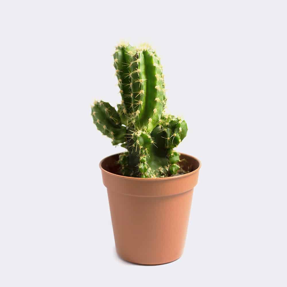 cactus1 free img cactus1 free img
